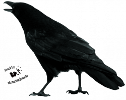 Crow Clipart blackbird - Free Clipart on Dumielauxepices.net