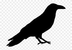 Primitive Crow Silhouette - Raven Clipart (#3645884 ...