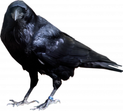 Download Raven Bird Transparent Background HQ PNG Image | FreePNGImg