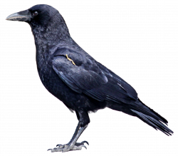 FREQUENTLY ASKED QUESTIONS ABOUT CROWS