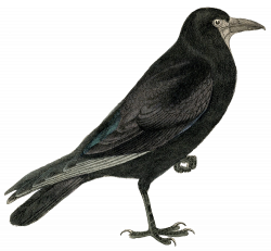Rook Common raven Crow Clip art - European Robin Bird 1500*1391 ...