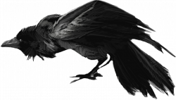 crow raven dark scary - Sticker by Sydney