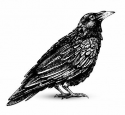 crow clip art black and white - Google Search | Fall into ...