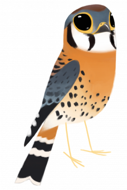 American Kestrel Falco sparverius #189 - All The Damn Birds | Art ...