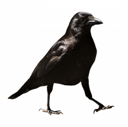 crow-free-PNG-transparent-background-images-free-download-clipart ...