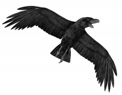 Crow PNG Transparent Image | PNG Mart