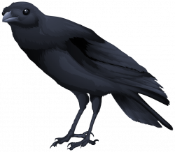 crow-free-PNG-transparent-background-images-free-download-clipart ...