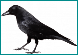 Fascinating Crow Clipart Studiobin Farewell Picture Of Bird Flying ...