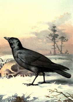 Vintage Carrion Crow Clipart Image - Clip Art Library
