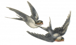pair of swallows flying vintage png | tats | Pinterest | Swallows ...
