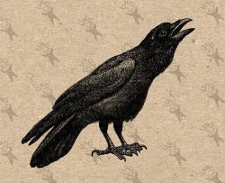 Raven Crow Vintage Image Instant Download Digital printable ...