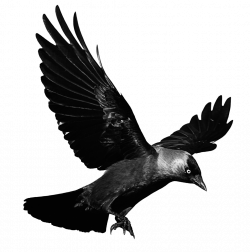 Flying Crow PNG Black And White Transparent Flying Crow Black And ...