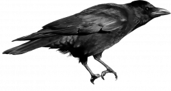 Black Crow transparent PNG - StickPNG