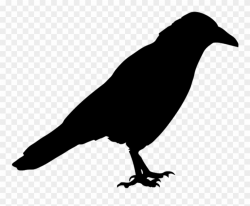 Silhouette Of Crow Clip Art - Png Download (#2147958 ...