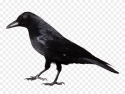 Crow Clipart - Crow Png Transparent Png (#1711490) - PinClipart