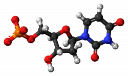 Deoxyuridine monophosphate - Wikiwand