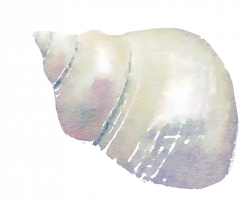 FREE TO USE png seashell free watercolor by anjelakbm on DeviantArt