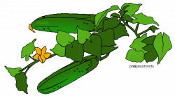 Cucumber plant clipart - Clip Art Library