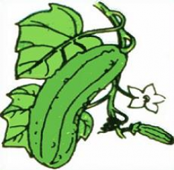 Free Cucumber Plant Clipart
