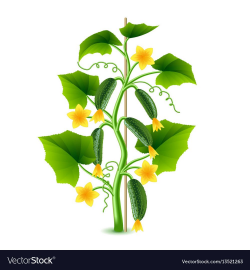 Growing cucumber plant isolated on white Vector Image | ผัก ...