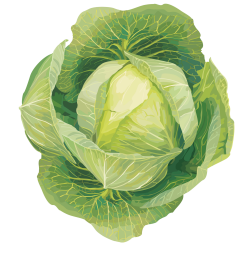 Cabbage Clipart Cute