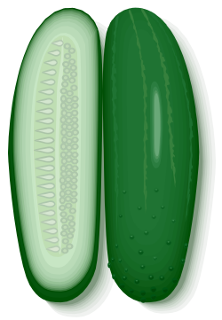 File:Cucumber.svg - Wikimedia Commons