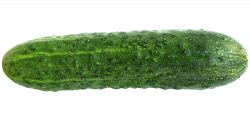 Cucumber PNG Image | PNG Transparent best stock photos