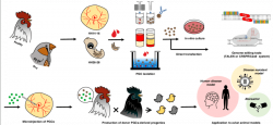 Strategies for the production of genome-edited birds. Avian PGCs can ...