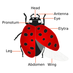 File:Coccinellidae (Ladybug) Anatomy.svg - Wikimedia Commons - Clip ...