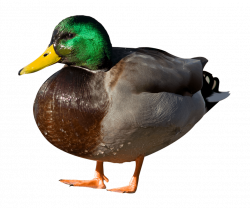 Duck png - Free PNG Images | TOPpng