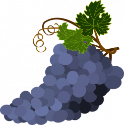 bunch-of-grapes-1300662_960_720.png (715×720) | Winogrona ...