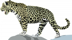 28+ Collection of Jaguar Running Clipart | High quality, free ...