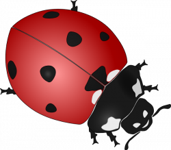 Cute Ladybug Drawings | Clipart Panda - Free Clipart Images