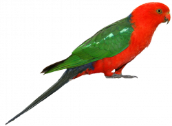 Parrot PNG Clipart | PNG Mart