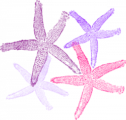 Starfish Prints Purplish Clip Art at Clker.com - vector clip art ...