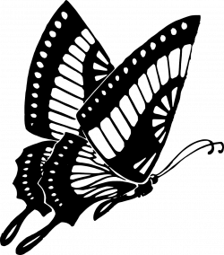 Butterfly Cocoon Drawing at GetDrawings.com | Free for personal use ...