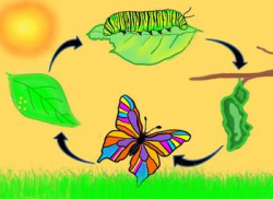 BUTTERFLY LIFE CYCLE - Clipart - Instant Download