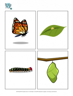 Butterfly Life Cycle Images | BrainPOP Educators