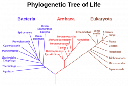 Phylogenetic tree .A phylogenetic tree of living things, based on ...