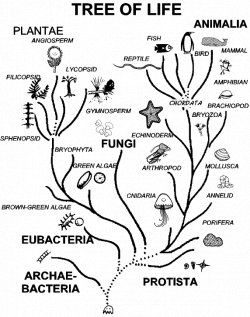 tree of life biology | Science | Pinterest | School, Montessori and ...