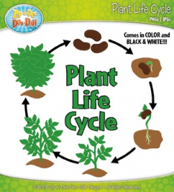 Plant Life Cycle and Life Stages Clipart {Zip-A-Dee-Doo-Dah ...