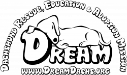 DREAM Dachshund Rescue, Education & Adoption Mission