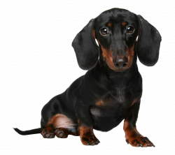 Cute Dachshund PNG Transparent Cute Dachshund.PNG Images. | PlusPNG