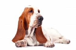 Basset Hound Dog Breed Information | Pinterest | Basset hound, Dog ...