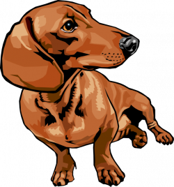Dachshund Dog Turns Its Head - Vector Image