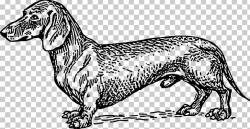 Dachshund Puppy English Foxhound Scottish Terrier Mother's ...