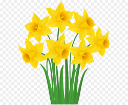 Daffodil Clip art - Yellow Daffodils PNG Transparent Clip Art Image ...