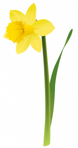 Spring Yellow Daffodil PNG Clipart | Gallery Yopriceville - High ...