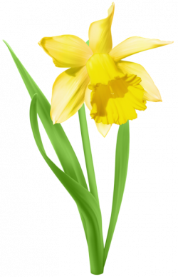 Daffodil Transparent PNG Clip Art Image | flowers | Pinterest | Art ...