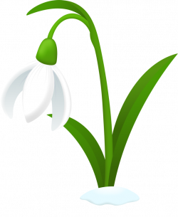 Snowdrop Flower Free Clipart